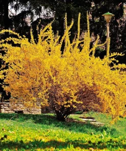 Forsythia Lynwood Gold Live Plant - Golden Bells Shrub - 4 inch Pot - Image 2