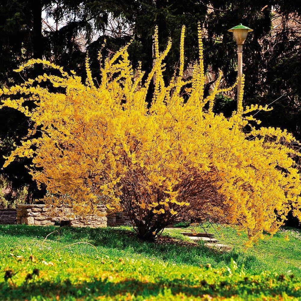 Forsythia Lynwood Gold Live Plant - Golden Bells Shrub - 4 inch Pot - Image 2