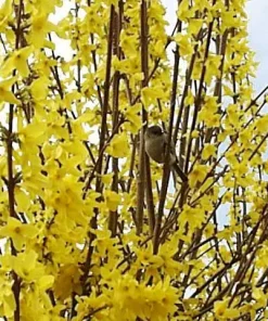 Forsythia Lynwood Gold Live Plant - Golden Bells Shrub - 4 inch Pot - Image 3