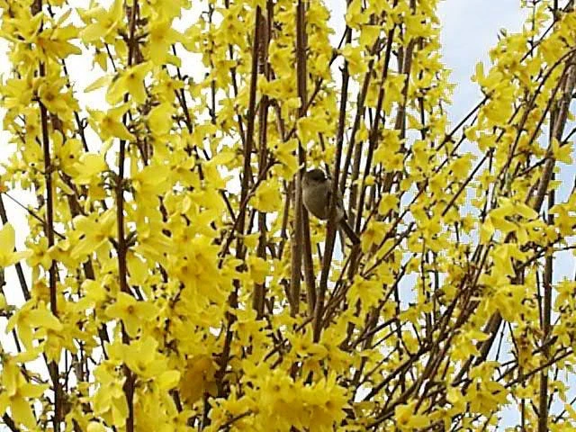 Forsythia Lynwood Gold Live Plant - Golden Bells Shrub - 4 inch Pot - Image 3