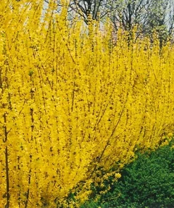 Forsythia Lynwood Gold Live Plant - Golden Bells Shrub - 4 inch Pot - Image 5