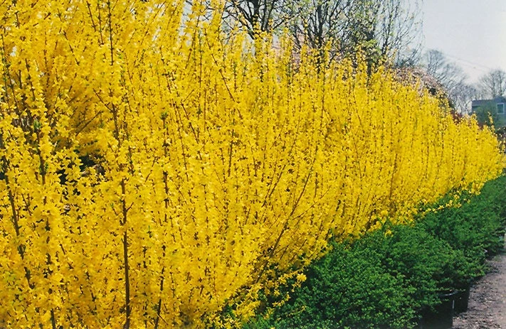 Forsythia Lynwood Gold Live Plant - Golden Bells Shrub - 4 inch Pot - Image 5