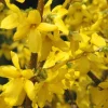 Forsythia Lynwood Gold Live Plant - Golden Bells Shrub - 4 inch Pot - Image 1