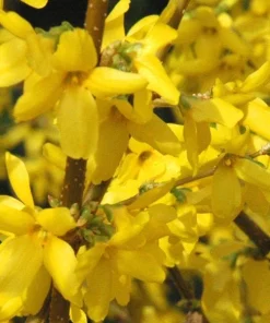Forsythia Lynwood Gold Live Plant - Golden Bells Shrub - 4 inch Pot - Image 1
