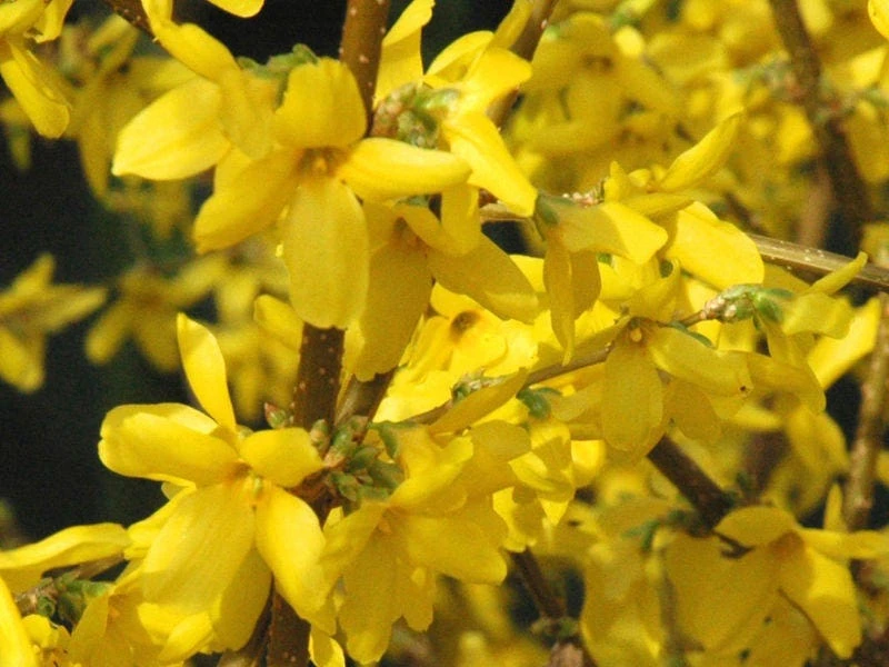 Forsythia Lynwood Gold Live Plant - Golden Bells Shrub - 4 inch Pot - Image 1