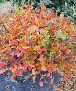 Fothergilla x intermedia Live Plant – Bottlebrush Shrub – 4" Pot – Outdoor - Image 2