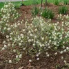 Fothergilla x intermedia Live Plant – Bottlebrush Shrub – 4" Pot – Outdoor - Image 1