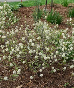 Fothergilla x intermedia Live Plant – Bottlebrush Shrub – 4