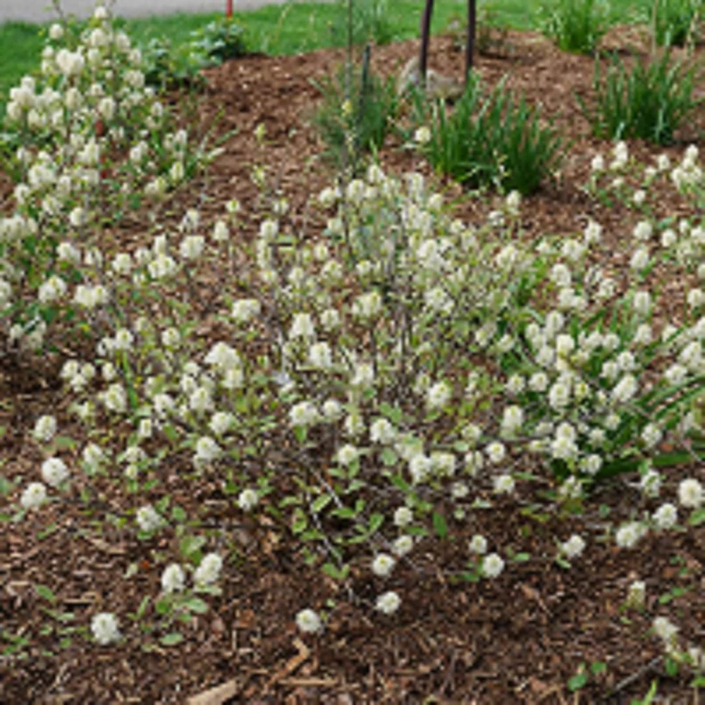Fothergilla x intermedia Live Plant – Bottlebrush Shrub – 4" Pot – Outdoor - Image 1