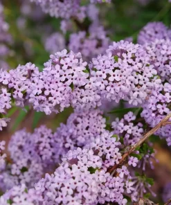 Fountain Butterfly Bush Live Plant – Weeping Buddleia – 4