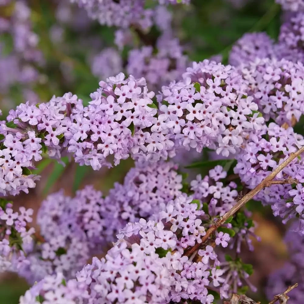 Fountain Butterfly Bush Live Plant – Weeping Buddleia – 4" Pot – Outdoor Shrub - Image 3