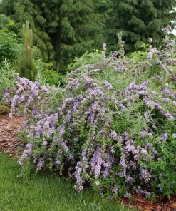 Fountain Butterfly Bush Live Plant – Weeping Buddleia – 4