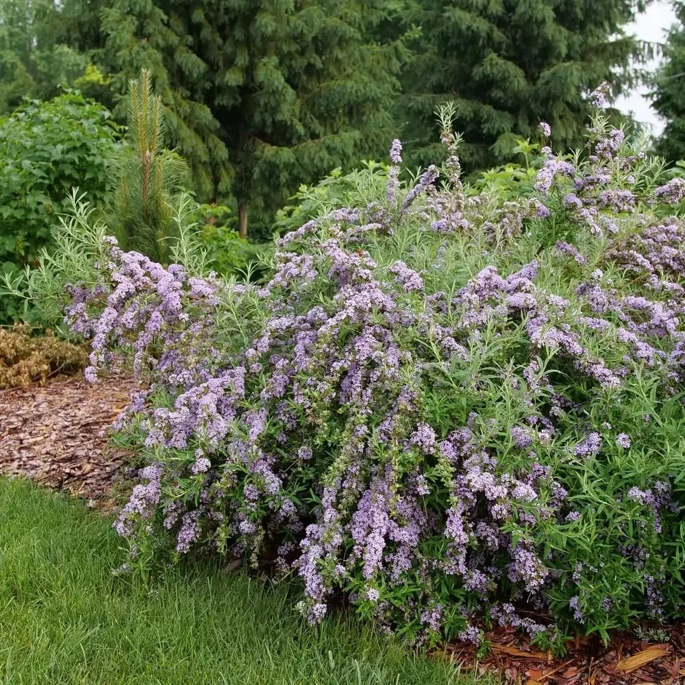 Fountain Butterfly Bush Live Plant – Weeping Buddleia – 4" Pot – Outdoor Shrub - Image 4