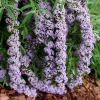 Fountain Butterfly Bush Live Plant – Weeping Buddleia – 4" Pot – Outdoor Shrub - Image 1