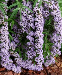 Fountain Butterfly Bush Live Plant – Weeping Buddleia – 4