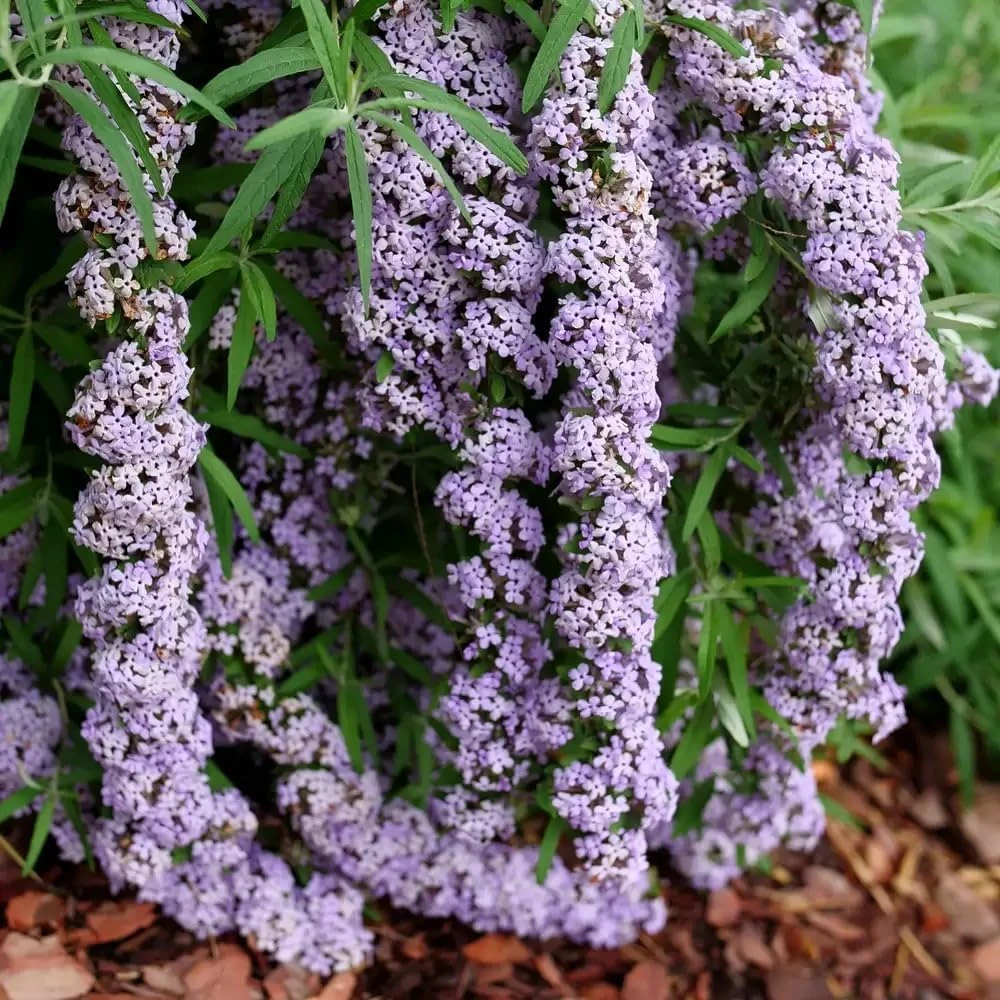 Fountain Butterfly Bush Live Plant – Weeping Buddleia – 4" Pot – Outdoor Shrub - Image 1