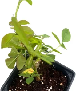 Fourth of July Climbing Rose Live Plant - Fragrant, Everblooming - 4 inch Pot - Image 3