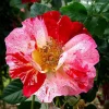 Fourth of July Climbing Rose Live Plant - Fragrant, Everblooming - 4 inch Pot - Image 1