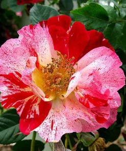 Fourth of July Climbing Rose Live Plant - Fragrant, Everblooming - 4 inch Pot - Image 1