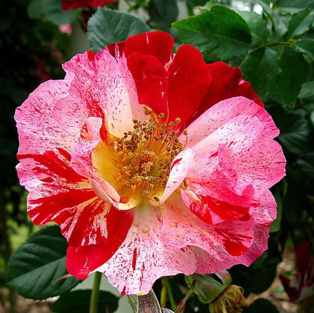 Fourth of July Climbing Rose Live Plant - Fragrant, Everblooming - 4 inch Pot - Image 1