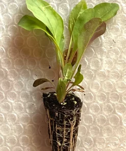 Foxglove Beardtongue Live Plant - Native Perennial Starter Plugs (10-Pack) - Image 3