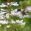 Foxglove Beardtongue Live Plant - Native Perennial Starter Plugs (10-Pack) - Image 1