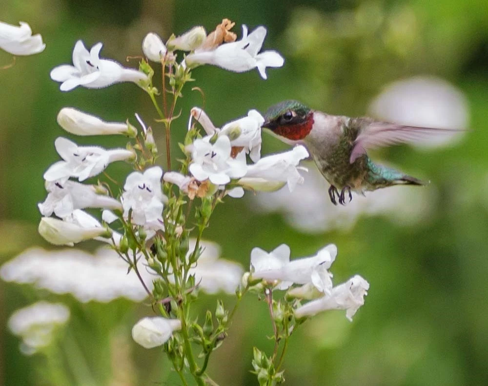 Foxglove Beardtongue Live Plant – Starter Plugs (5-Pack) – Native Perennial - Image 1