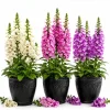 Foxglove Live Plant - Hardy Perennial Summer Flowers, 2-4 Inch Tall, 3 Inch Pot - Image 1
