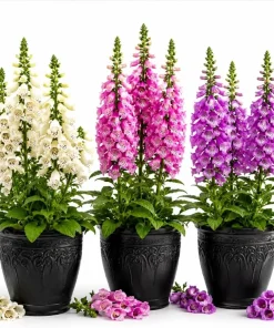 Foxglove Live Plant - Hardy Perennial Summer Flowers, 2-4 Inch Tall, 3 Inch Pot - Image 1