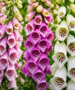 Foxglove Live Plant - Hardy Perennial Summer Flowers, 2-4 Inch Tall, 3 Inch Pot - Image 4