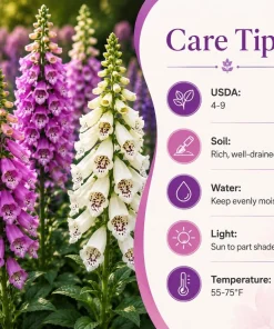 Foxglove Live Plant - Hardy Perennial Summer Flowers, 2-4 Inch Tall, 3 Inch Pot - Image 5