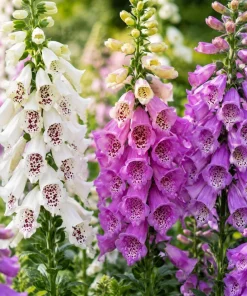 Foxglove Live Plant - Hardy Perennial Summer Flowers, 2-4 Inch Tall, 3 Inch Pot - Image 7
