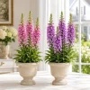 Foxglove Live Plant Set - 2 Hardy Perennials, 2-4 Inch Tall, 3 Inch Pot - Image 1