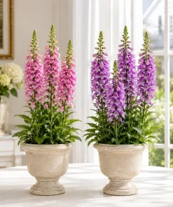 Foxglove Live Plant Set - 2 Hardy Perennials, 2-4 Inch Tall, 3 Inch Pot - Image 1