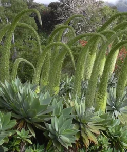 Foxtail Agave Live Plant – Agave attenuata – 1 Gallon Pot – Outdoor - Image 2