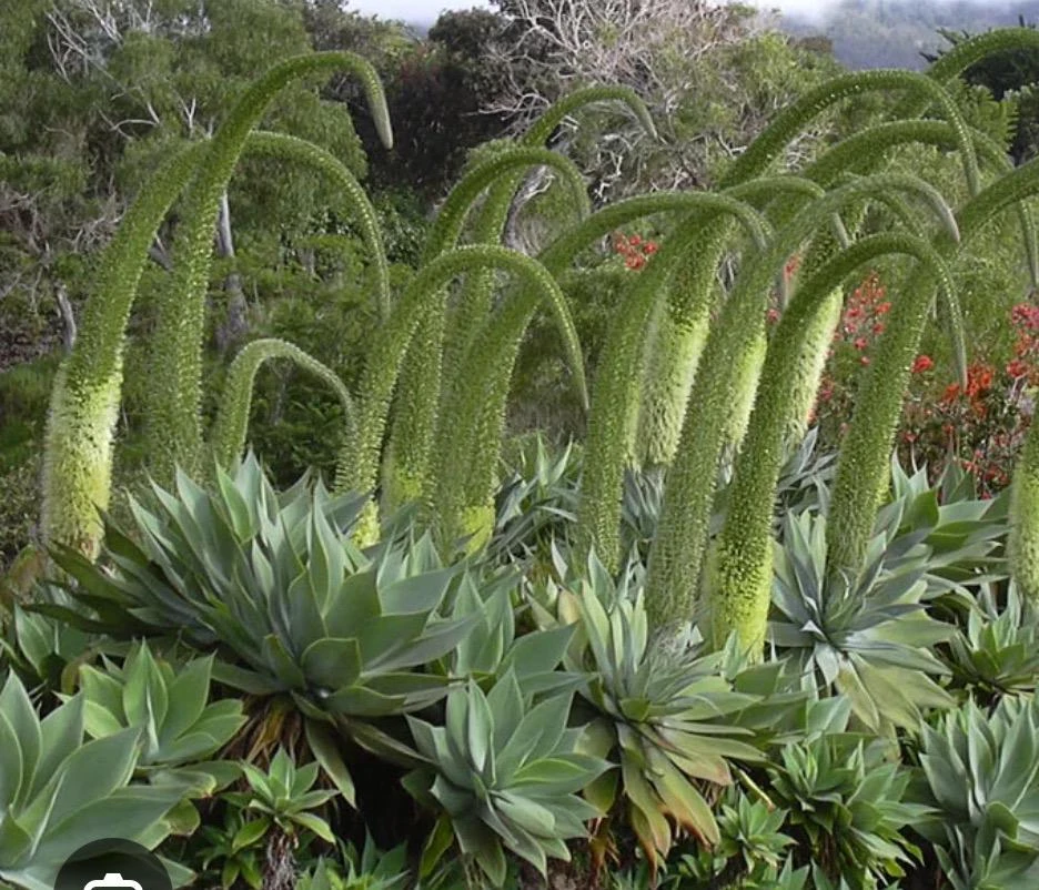 Foxtail Agave Live Plant – Agave attenuata – 1 Gallon Pot – Outdoor - Image 2