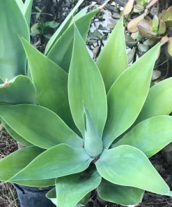 Foxtail Agave Live Plant – Agave attenuata – 1 Gallon Pot – Outdoor - Image 3