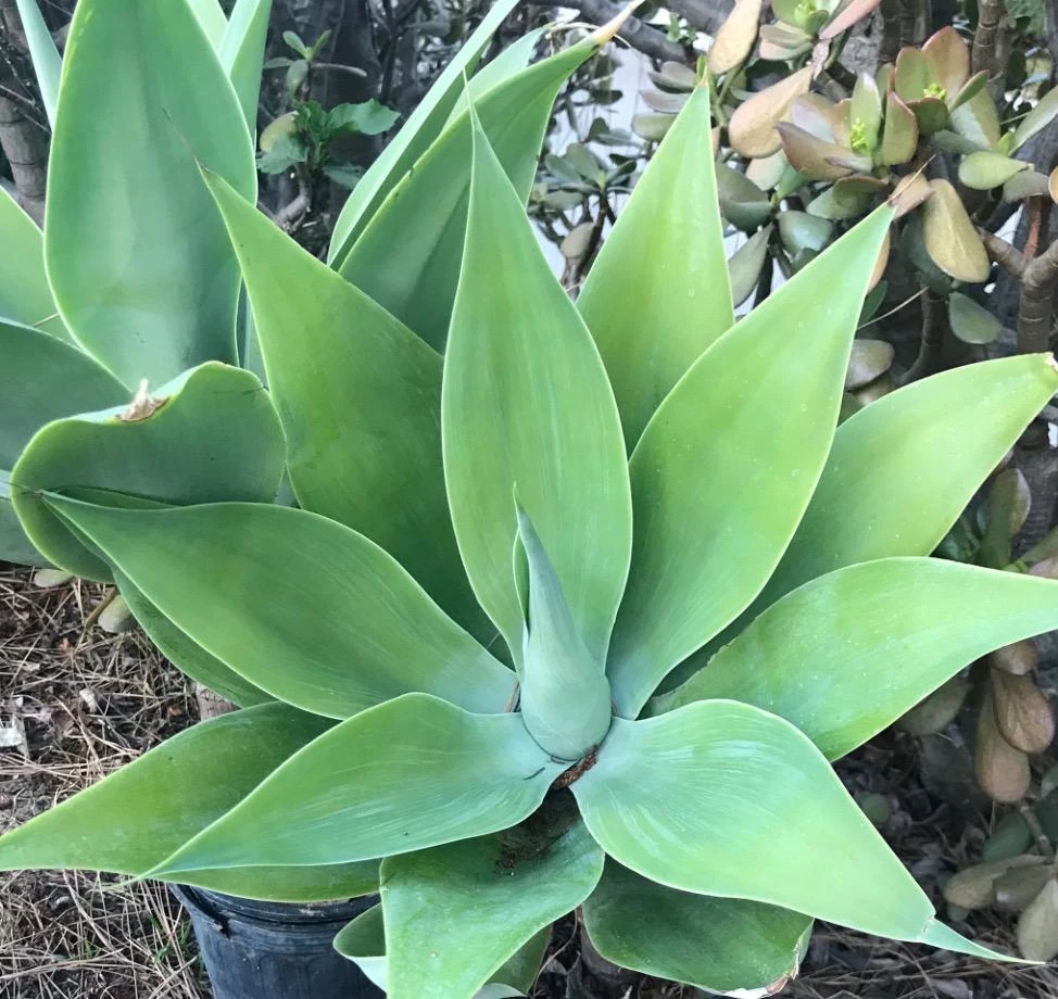 Foxtail Agave Live Plant – Agave attenuata – 1 Gallon Pot – Outdoor - Image 3