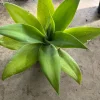 Foxtail Agave Live Plant – Agave attenuata – 1 Gallon Pot – Outdoor - Image 1