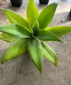 Foxtail Agave Live Plant – Agave attenuata – 1 Gallon Pot – Outdoor - Image 1