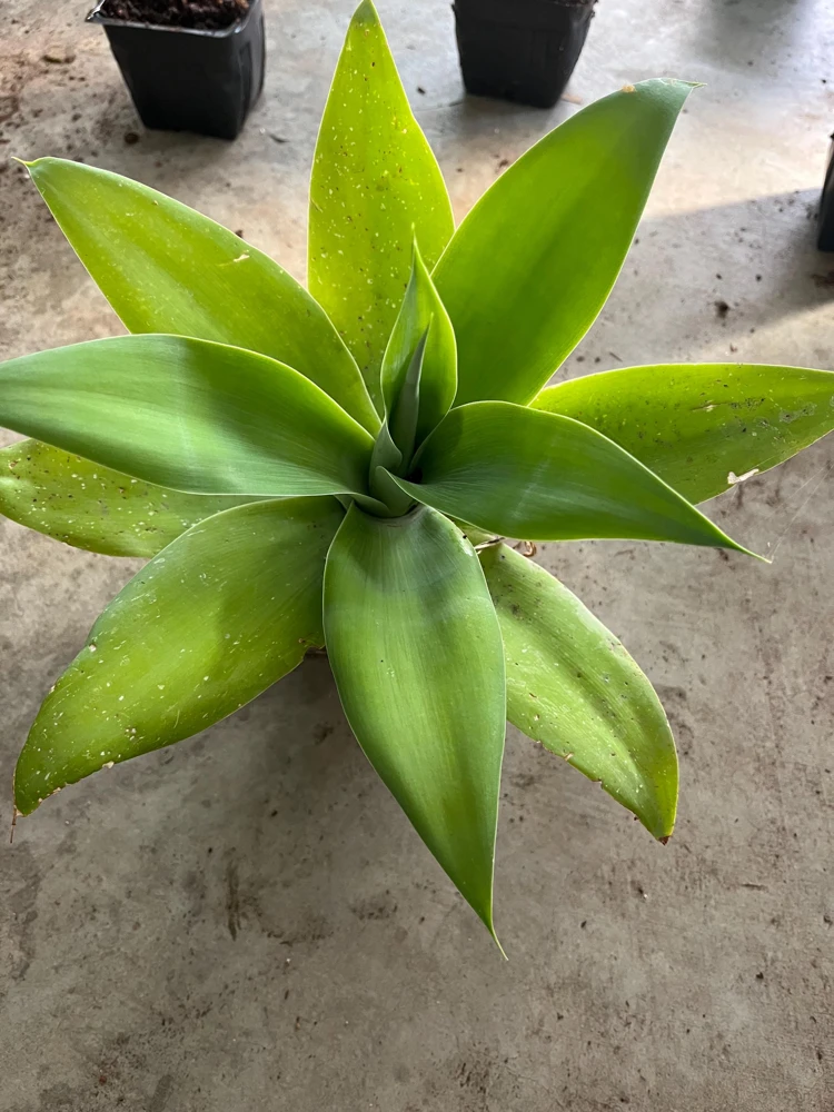 Foxtail Agave Live Plant – Agave attenuata – 1 Gallon Pot – Outdoor - Image 1
