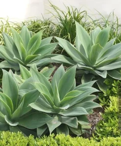 Foxtail Agave Live Plant - Spineless Succulent, 6-8 Inch Tall in 4 Inch Pot - Image 2