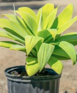 Foxtail Agave Live Plant - Spineless Succulent, 6-8 Inch Tall in 4 Inch Pot - Image 3