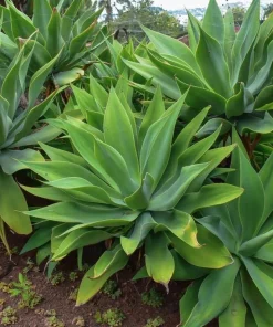 Foxtail Agave Live Plant - Spineless Succulent, 6-8 Inch Tall in 4 Inch Pot - Image 4