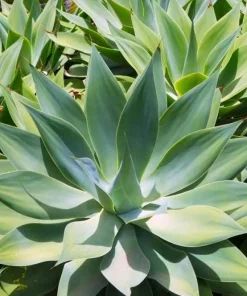 Foxtail Agave Live Plant - Spineless Succulent, 6-8 Inch Tall in 4 Inch Pot - Image 5