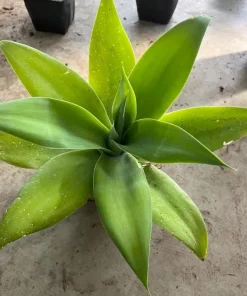 Foxtail Agave Live Plant - Spineless Succulent, 6-8 Inch Tall in 4 Inch Pot - Image 6