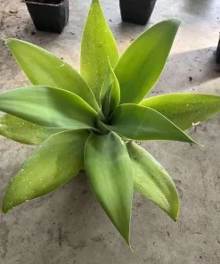 Foxtail Agave Live Plant - Spineless Succulent, 6-8 Inch Tall in 4 Inch Pot - Image 7
