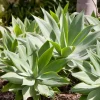 Foxtail Agave Live Plant - Spineless Succulent, 6-8 Inch Tall in 4 Inch Pot - Image 1