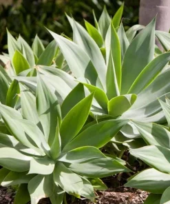 Foxtail Agave Live Plant - Spineless Succulent, 6-8 Inch Tall in 4 Inch Pot - Image 1