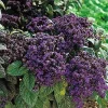 Fragrant Marine Heliotrope Seeds - Vanilla Scented Blue Flowers - 50 Seeds - Image 1